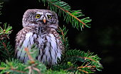 Civetta nana (Glaucidium passerinum) foto naturalistica della settimana